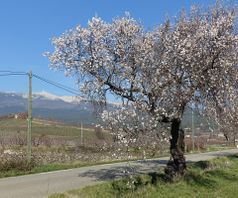 Blomstrende mandeltræ